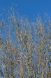 Spiral twisted branches of Willow Matsuda without foliage on a sunny winter day against the background of the sky