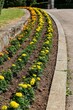 Tagetes patula flowers are yellow and orange rape varieties, planted in parallel rows along the curbs in the park
