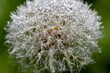 Fascinating fluffy dandelion with the smallest drops of water on the villi, macro background