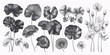 Hand-drawn monochrome illustration set of Centella asiatica flower leaf, featuring graphic design elements for labels, stickers, menus, and packaging, with an engraved style.