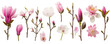 pink flowers, Large beautiful set of magnolia blossoms, realistic photo, isolated on transparent background, realistic, 3D