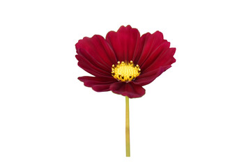 Wall Mural - isolated pink and red cosmos flower head with clipping paths.
