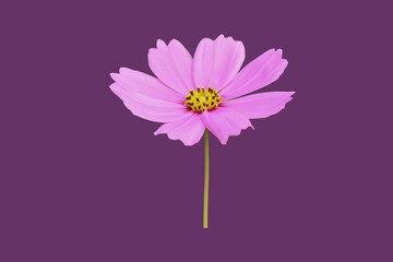 Wall Mural - isolated pink and white cosmos flower head with clipping paths.