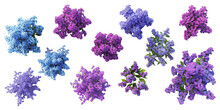Set Of Bush, Decor, Flower, Purple Isolated On A Transparent Background, In Different Positions, Realistic, 3D
