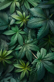 Fototapeta Krajobraz - Majestic soft cannabis marijuana background 