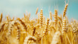 A large field of ripe golden wheat against a blue sky, agricultural concept.