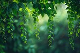 Fototapeta  - A beautiful, green vine, great garden, with leaves and stems dangling from a branch, Generative AI.