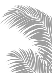 Aufkleber - Shadow Palm Leaves silhouette ,Blurry Tropical Coconut Leaf Overlay, Element object for Spring Summer, Mock up Product Presentation