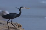 Fototapeta  - Bird on the beach. Animal background.