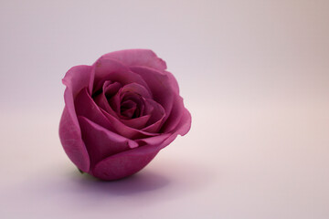 Poster - a single purple rose sitting on a plain surface with an almost white background