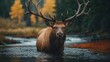 Nature's Elegance Bull Elk Gracefully Crossing the Stream