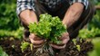 Agriculture products. Farmer close-up holding and picking up green lettuce salad leaves with roots 