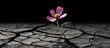 beautifully resilient flower growing out of dark crack