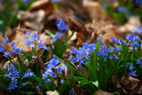 Fototapeta  - Spring early flowers Scilla siberica in the forest among old leaves