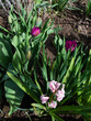 Pink common hyacinth, garden hyacinth and tulip