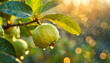 © hardvicore - Close-up of ripe guava growing on branch with green leaves and water drops. Garden fruit tree.