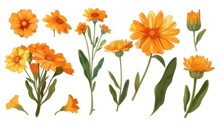 Poster - Vibrant orange flowers against a clean white backdrop. Perfect for adding a pop of color to any design project