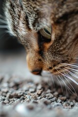 Poster - Close up of a cat's face on the ground, suitable for pet or animal related projects