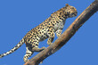Amur leopard, panthera (Panthera pardus orientalis) on blue background