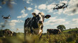 Drones fly near herd of cows on sunny day photo realistic image. Monitoring and managing livestock photography wallpaper. Farming UAVs picture scene. Animal welfare concept photorealistic