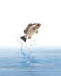 un poisson cernier qui saut et sort de l'eau avec splash