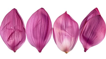 Poster - Group of pink flowers on a white surface, suitable for various floral themed projects