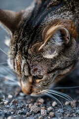 Aufkleber - A close-up shot of a cat lying on the ground. Perfect for pet lovers