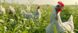 © madyshah783 - Chickens graze freely in the vibrant farm meadow at sunlight - Ai Generated