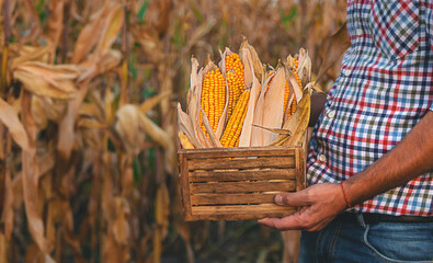 Wall Mural - Corn harvest in the hands of a farmer. Selective focus.