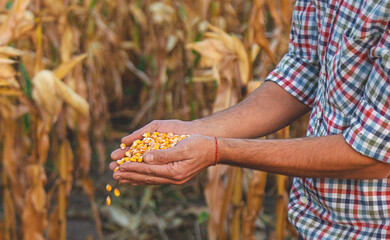 Wall Mural - Corn harvest in the hands of a farmer. Selective focus.