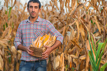 Wall Mural - Corn harvest in the hands of a farmer. Selective focus.