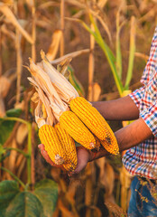 Wall Mural - Corn harvest in the hands of a farmer. Selective focus.