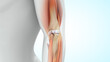 Human Elbow joint bones 3d illustration