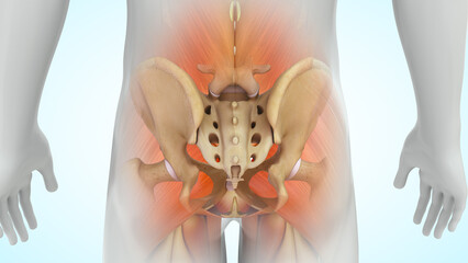 Wall Mural - Human Pelvic girdle posterior view 3d illustration