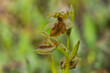 close-up of spider ophrys flower (ophrys aranifera)
