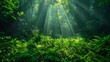 Sunbeams filter through a dense jungle canopy, illuminating the vibrant green foliage below in a serene