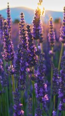 Poster - Lavender field at sunset, Provence, France. Beautiful purple lavender flowers, sun breaks through flowers Backlit violet lavender flowers sway in the wind. Vertical Screen