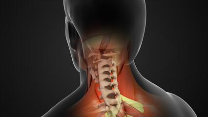 Wall Mural - Human Cervical vertebrae 3d illustration