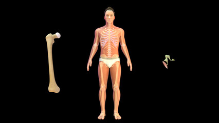 Wall Mural - Largest and smallest bones in human body 3d illustrator