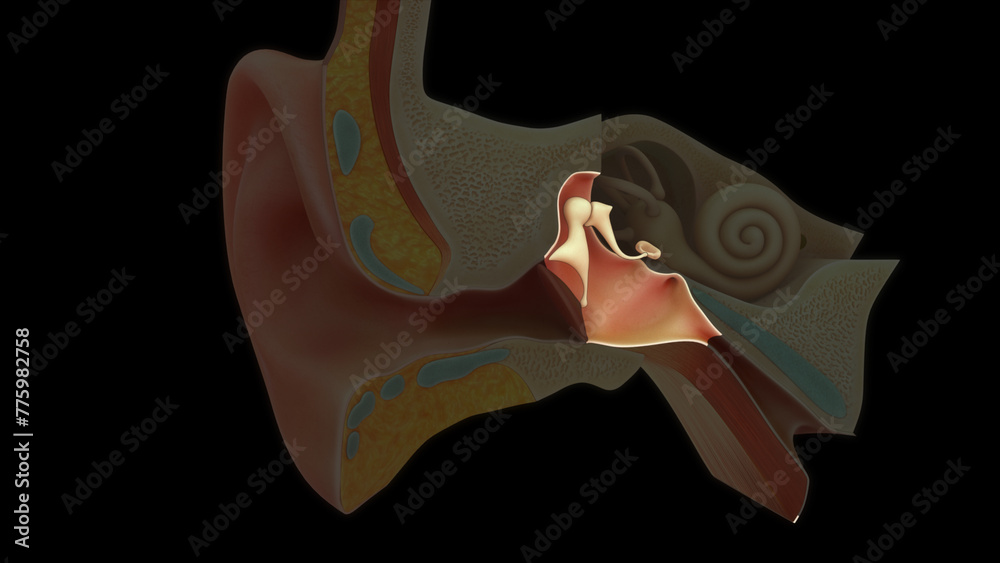 Middle Ear Visuals Anatomy of middle ear 3d illustration Stock Illustration | Adobe Stock