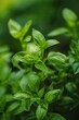 A vibrant collection of fresh basil leaves in a close-up shot emphasizing their texture and lush green color