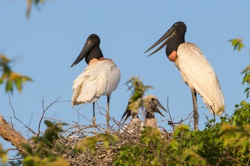 Wall Mural - Jabiru family with two puppies at the entrance to the city of Corumba Mato Grosso do Sul