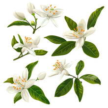 Four White Flowers With Green Leaves On A Transparent Background