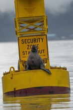 Vertical Of A Seal Sitting On A Yellow Buoy In The Sea With A Warning Sign On It On A Cloudy Day