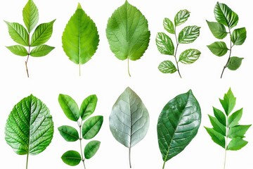Poster - The beautiful green leaves are isolated on a white background in this collage