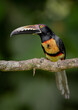 Aracari in a Costa Rica rainforest