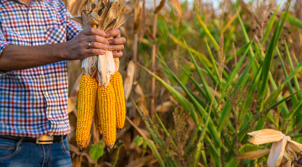 Wall Mural - Corn harvest in the hands of a farmer. Selective focus.