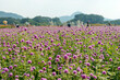 The field of pink globe amaranth flowers in September