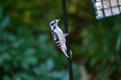 Downey woodpecker on the side of a suet feeder