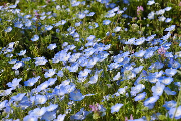 Wall Mural - 舎人公園　ネモフィラ　Toneri Park Nemophila